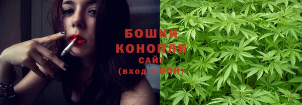 индика Ельня